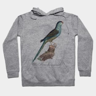 La Perruche Ingambe Parakeet - Jacques Barraband 19th century Illustration Hoodie